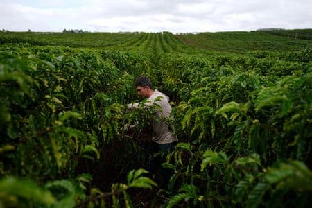 Exportação de café do Brasil pode atingir recorde perto de 47 mi sacas em 26/27, prevê Hedgepoint