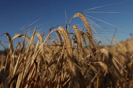 EXCLUSIVO-China compra sorgo dos EUA e cevada australiana conforme oferta doméstica de milho diminui