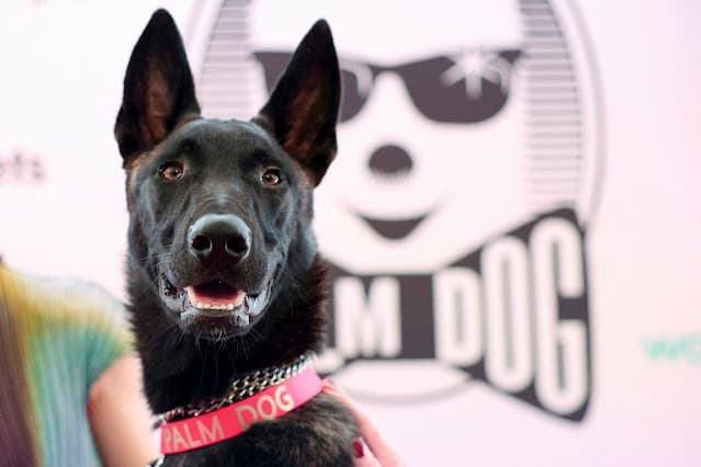 Cadela resgatada Yuri rouba a cena em Cannes com prêmio Palm Dog