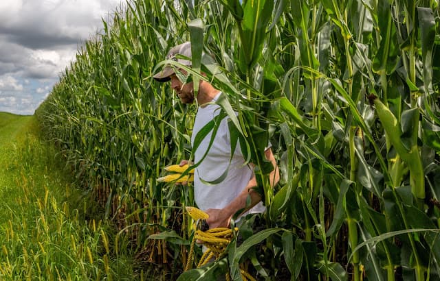 Mato Grosso colheu quase 2% da área de milho na safra 2025/26, diz Imea