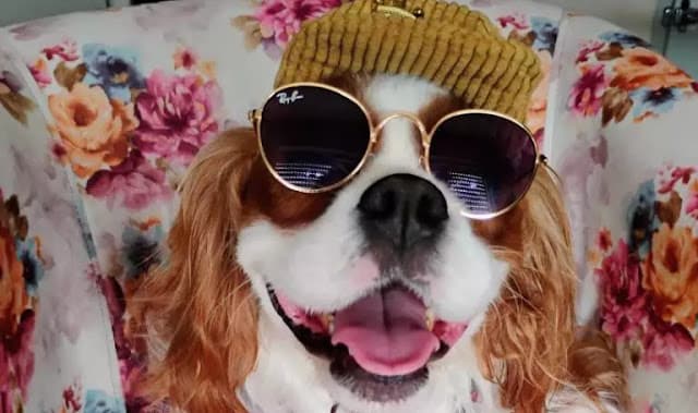 Cine Pets une cinema, afeto e causa animal em Porto Alegre