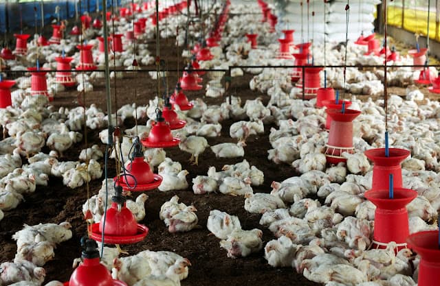 MBRF vê cenário favorável para grãos do Brasil, sem impacto imediato de "choque" de fertilizantes