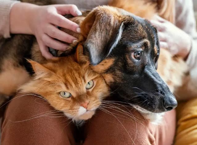 Entenda as novas regras para guarda compartilhada de pets em caso de divórcio