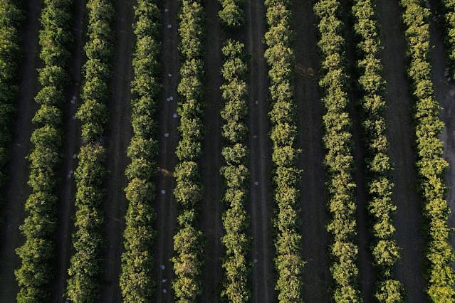 Safra de laranja 25/26 de polo citrícola do Brasil termina com alta de 26,9%, diz Fundecitrus