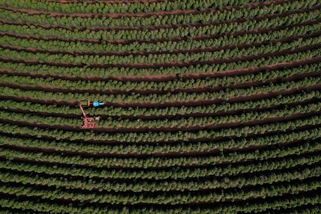Safra de café do Brasil tem início mais lento, com 9% colhido, diz Safras & Mercado