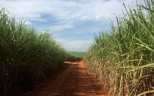 Moagem de cana e produção de etanol saltam no início da safra do centro-sul; açúcar tem recuo