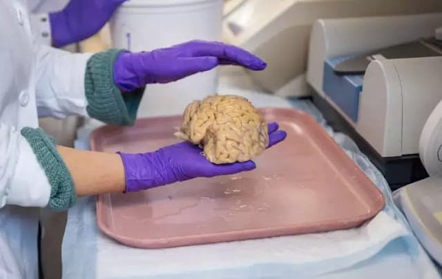 Cientistas descobrem a chave para manter a mente afiada na terceira idade