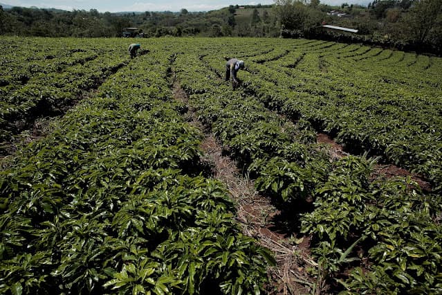 Café arábica sobe quase 4% e volta a ser negociado acima de US$3