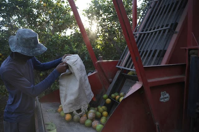 Fundecitrus indica queda de 12,9% na safra de laranja do principal polo do Brasil