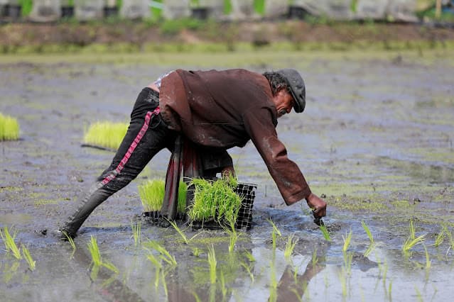 Do excedente à tensão: oferta mundial de arroz ameaçada pela guerra do Irã e pelo El Niño
