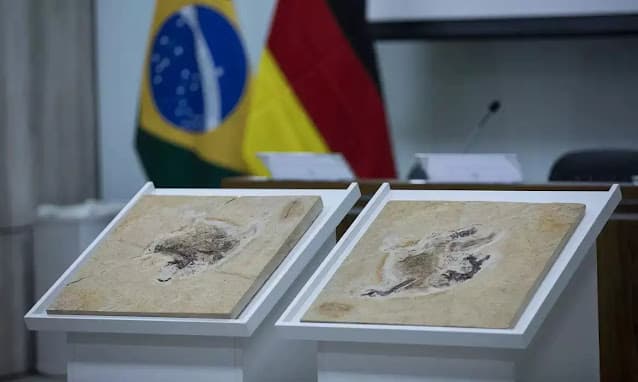 Brasil quer recuperar fósseis de dinossauros e outros patrimônios naturais espalhados por 14 países