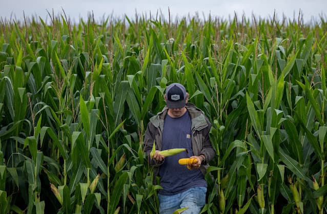 Vendas antecipadas de milho de MT para 26/27 estão lentas por incertezas com El Niño