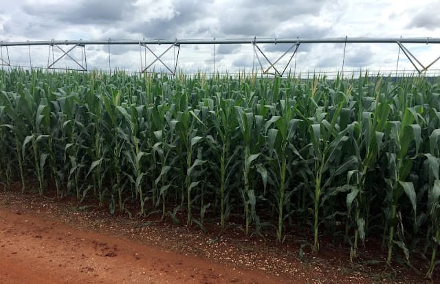 Brasil deve colher 9,5% menos milho na 2ª safra, diz Agroconsult em previsão pré-Rally