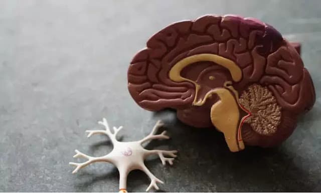 Biomarcadores de Alzheimer aparecem no sangue até 20 anos antes dos sintomas