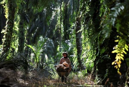 Demanda indiana por óleo de palma deve se recuperar, avaliam analistas
