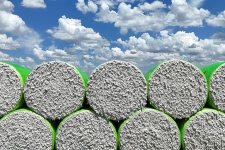 Safras & Mercado vê queda de 11,5% na produção de algodão no Brasil