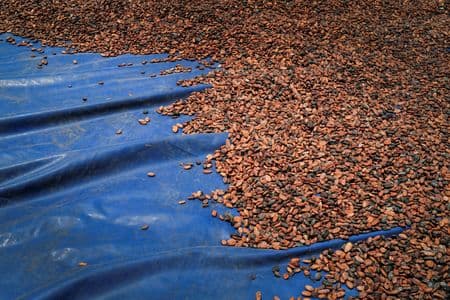 Brasil suspende importação de cacau da Costa do Marfim por risco fitossanitário